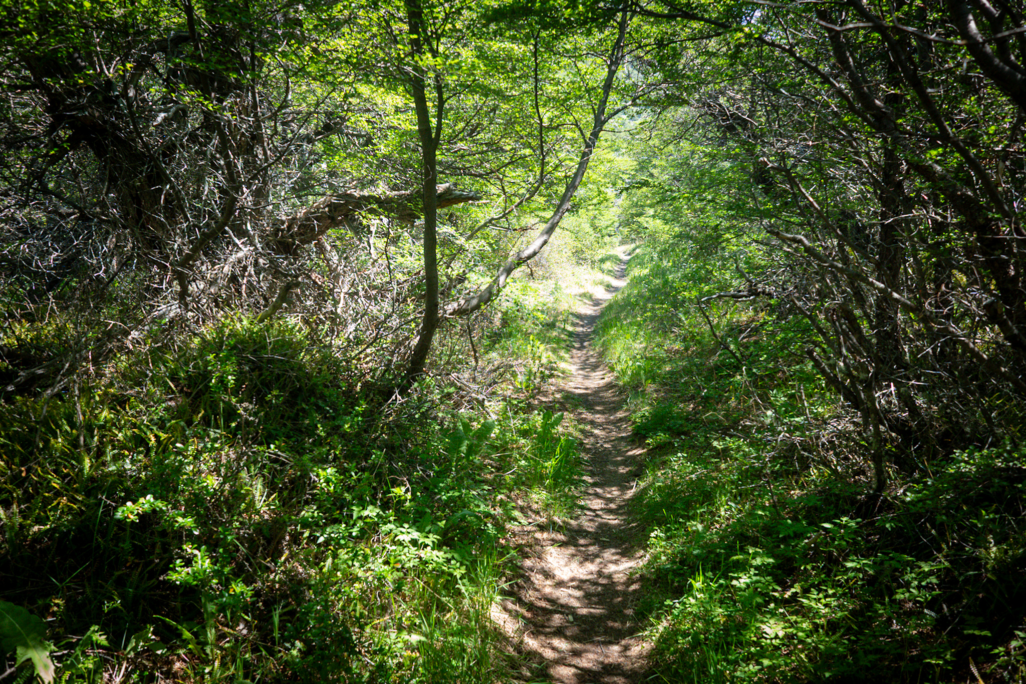 Trail through the chaotic forest